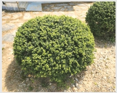  2025Ÿ��15615 �泲 ��õ�� ������ �۸��� 760-24      ����(����)���