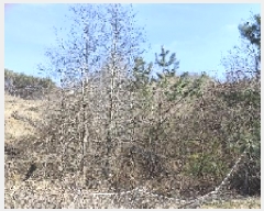  2025Ÿ15619 泲 õ Ǳ ɵ 37      (Ӿ)