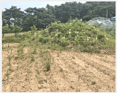  2025Ÿ��15729  �����