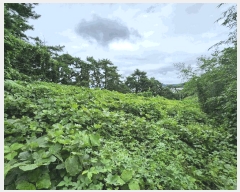  2025Ÿ��15984 �泲 ���ɽ� ��õ�� ���굵�� 333-6      ����(�Ӿ�)���