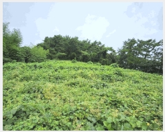  2025Ÿ��15984 �泲 ���ɽ� ��õ�� ���굵�� 333-6      ����(�Ӿ�)���