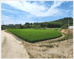  2025Ÿ��1111 �泲 ȫ���� �ݸ��� ���� 592      ����(��1)���