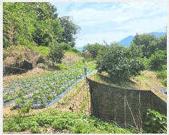  2025Ÿ��1111 �泲 ȫ���� �ݸ��� ���� 592      ����(��1)���