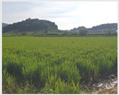  2025Ÿ��1125 �泲 ���걺 ������ ������ 68-17      ����(��)���