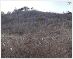  2025Ÿ15506 泲 ɽ û 踮 31-10      (Ӿ)