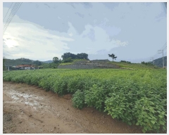  2025Ÿ��1061 �泲 ���걺 ������ �Ÿ� 145      ����(����)���