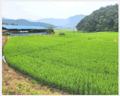  2025Ÿ��1074 �泲 ���ɽ� û��� ������ 305      ����(��1)���