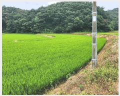  2025Ÿ��1074 �泲 ���ɽ� û��� ������ 305      ����(��1)���