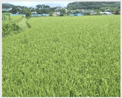  2025Ÿ��1143  ����