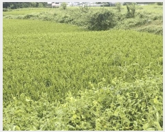  2025Ÿ��1143  ����