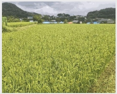  2025Ÿ��1143  ����