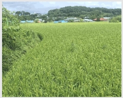  2025Ÿ��1143  ����