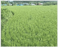  2025Ÿ��1143  ����