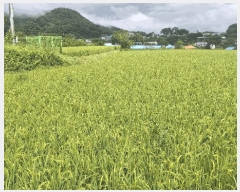  2025Ÿ��1143  ����