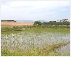  2025Ÿ��15749 �泲 ���걺 ������ ������ 1037-1      ����(��)���