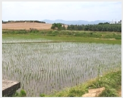  2025Ÿ��15749 �泲 ���걺 ������ ������ 1037-1      ����(��)���