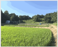  2025Ÿ��15842 �泲 ��õ�� �Ǳ��� �︲�� 609      ����(��1)���