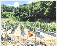  2025Ÿ��15842 �泲 ��õ�� �Ǳ��� �︲�� 609      ����(��1)���