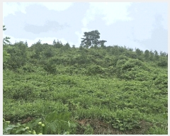  2025Ÿ��15918 �泲 ��õ�� �ѻ�� ���긮 ��26-3      ����(�Ӿ�)���