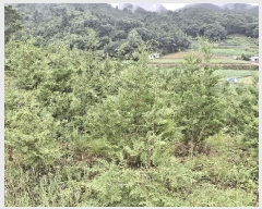  2025Ÿ��15918 �泲 ��õ�� �ѻ�� ���긮 ��26-3      ����(�Ӿ�)���