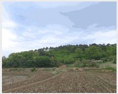  2025Ÿ986 泲 õ ȭ ߵ 137-4      (Ӿ)