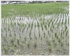  2025Ÿ1045 泲 걺  꼺 427-1      ()