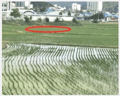  2025Ÿ1045 泲 걺  꼺 427-1      ()