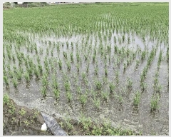  2025Ÿ1045 泲 걺  꼺 427-1      ()