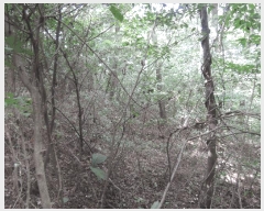  2025Ÿ��1153 �泲 ��õ�� ������ ���ϸ� 492-11      ����(��1)���