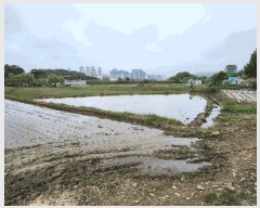  2025Ÿ��15733  ����