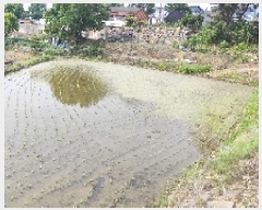  2025Ÿ��15733  ����