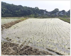  2025Ÿ��15733  ����