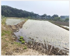  2025Ÿ��15733  ����