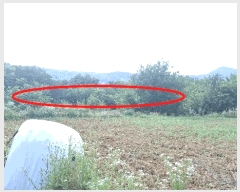  2025Ÿ��15775 �泲 ȫ���� ��õ�� ������ 355-3      ����(��1)���