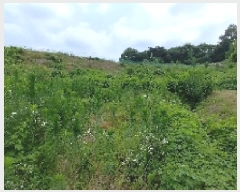  2025Ÿ��15803  ����