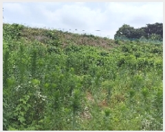  2025Ÿ��15803  ����