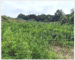  2025Ÿ��15803  ����