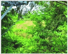  2025Ÿ��436  ����