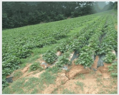  2025Ÿ��447 �泲 ����� ����� ������ 54-1      ����(��1)���