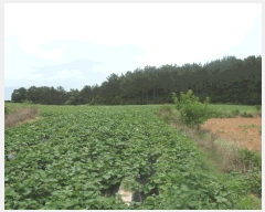  2025Ÿ��447 �泲 ����� ����� ������ 54-1      ����(��1)���