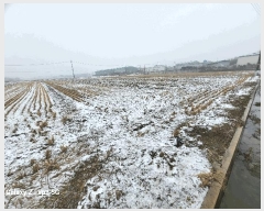  2025Ÿ20174 泲    106-1      ()