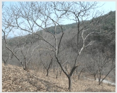  2025Ÿ20282 泲 ο ȭ õ縮 209      (Ӿ)