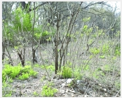  2025Ÿ��20315 �泲 ����� ����� ���긮 441-14      ����(�Ӿ�)���