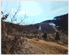  2025Ÿ316 泲 ο õ 縮 121      (Ӿ)