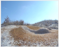  2025Ÿ316 泲 ο õ 縮 121      (Ӿ)