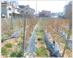  2025Ÿ��11455  �����