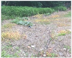  2025Ÿ��11847  ���������