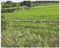  2025Ÿ��11746 �泲 �ƻ�� ���ָ� ���渮 150-9      ����(��)���