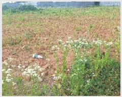  2025Ÿ��539  ���������