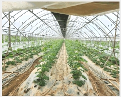  2025Ÿ��698 �泲 õ�Ƚ� ������ ���Ÿ� ��긮 682-6     ����(��)���